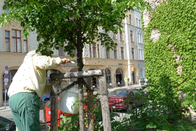 Bienen in der Auguststrasse